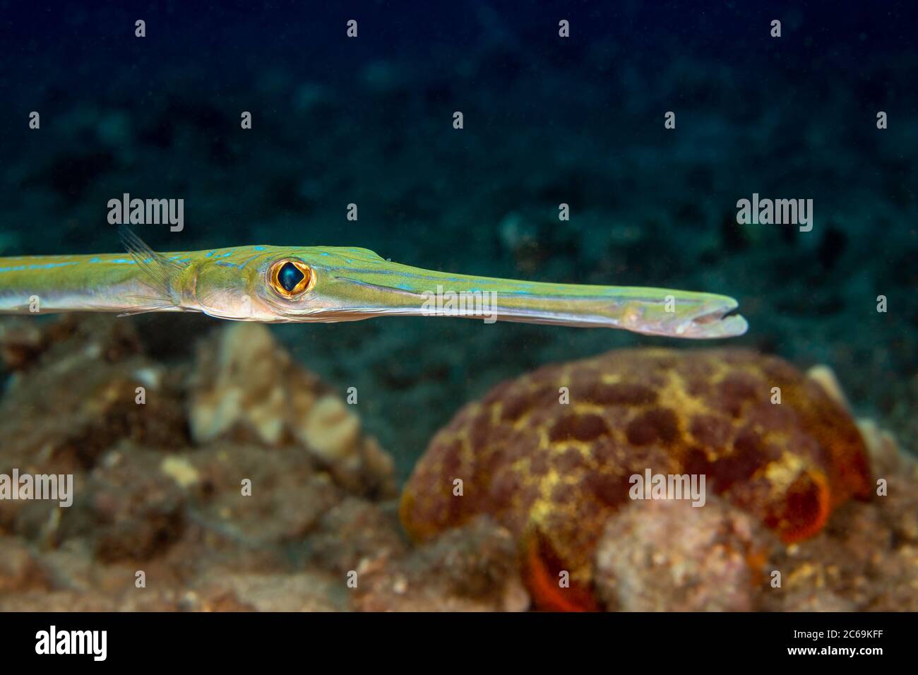 A close look at the front of a bluespotted Fistularia