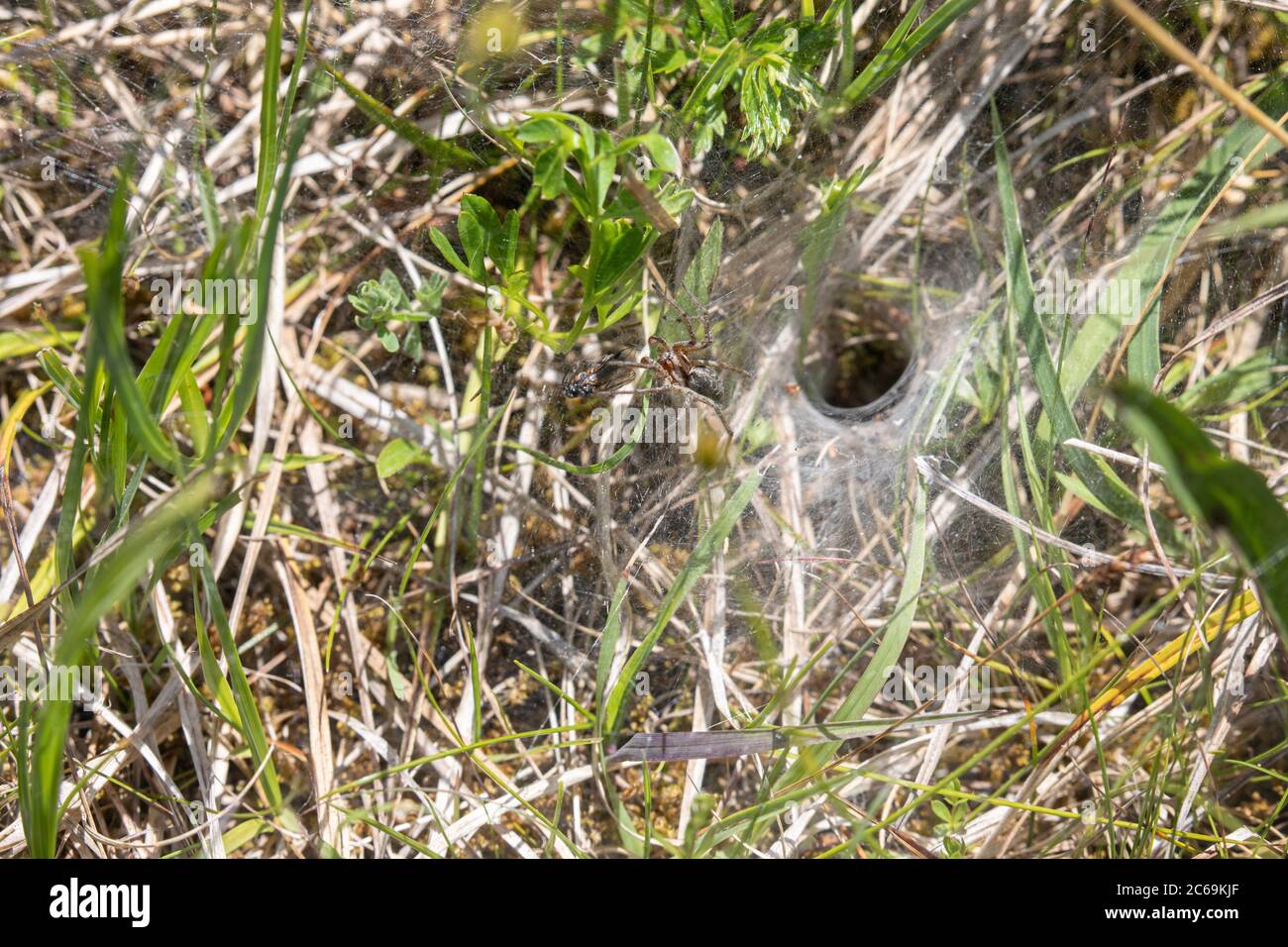 grass funnel-weaver, maze spider (Agelena labyrinthica), in front of web tube with caught fly, Germany, Bavaria, Staffelseemoore Stock Photo