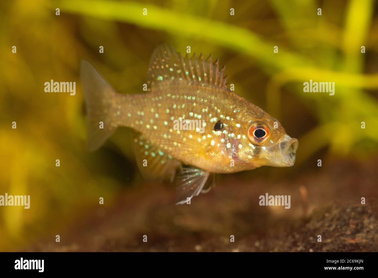 Bluespotted sunfish (Enneacanthus gloriosus), yawning Stock Photo