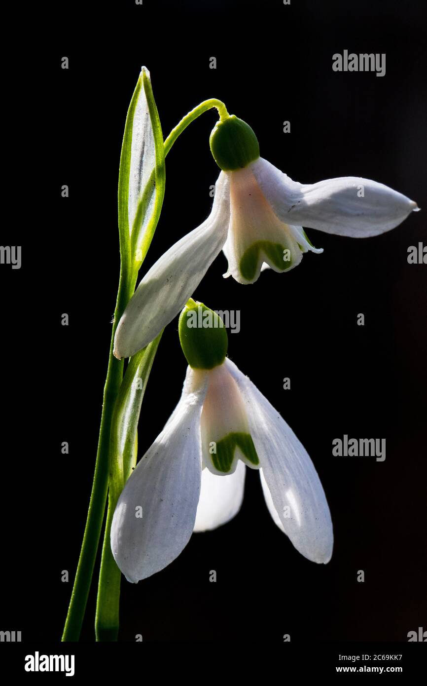 Woronow's snowdrop (Galanthus woronowii), flowers against black background, Netherlands Stock Photo