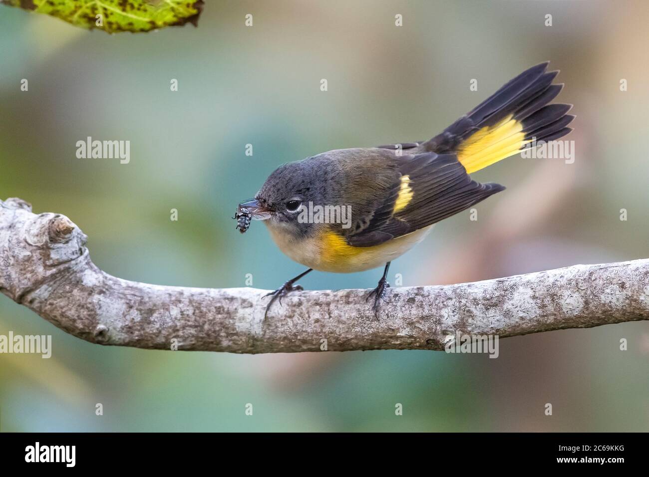 American redstart (Setophaga ruticilla), immature male with an insect in the beak perching on a branch, side view, Portugal, Azores Stock Photo