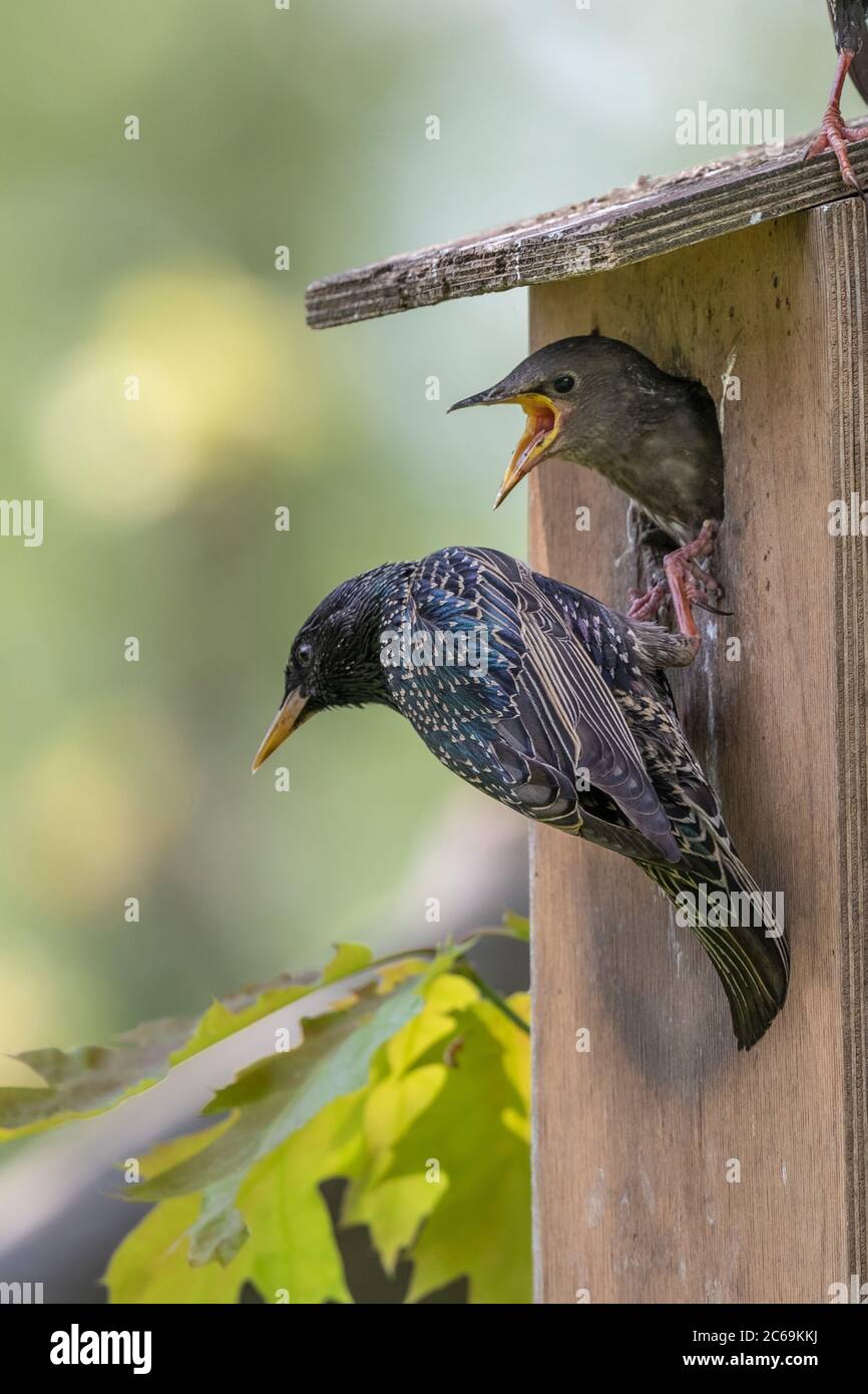 common starling (Sturnus vulgaris), at a starling nest box with begging squeaker, Germany, Bavaria Stock Photo