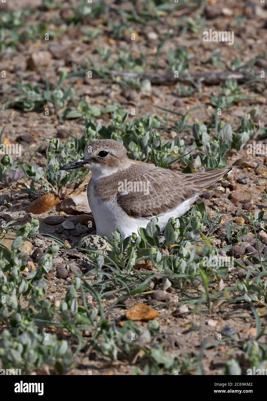 great sand plover (Charadrius leschenaultii crassirostris), breeding female, ground breeder, Asia Stock Photo