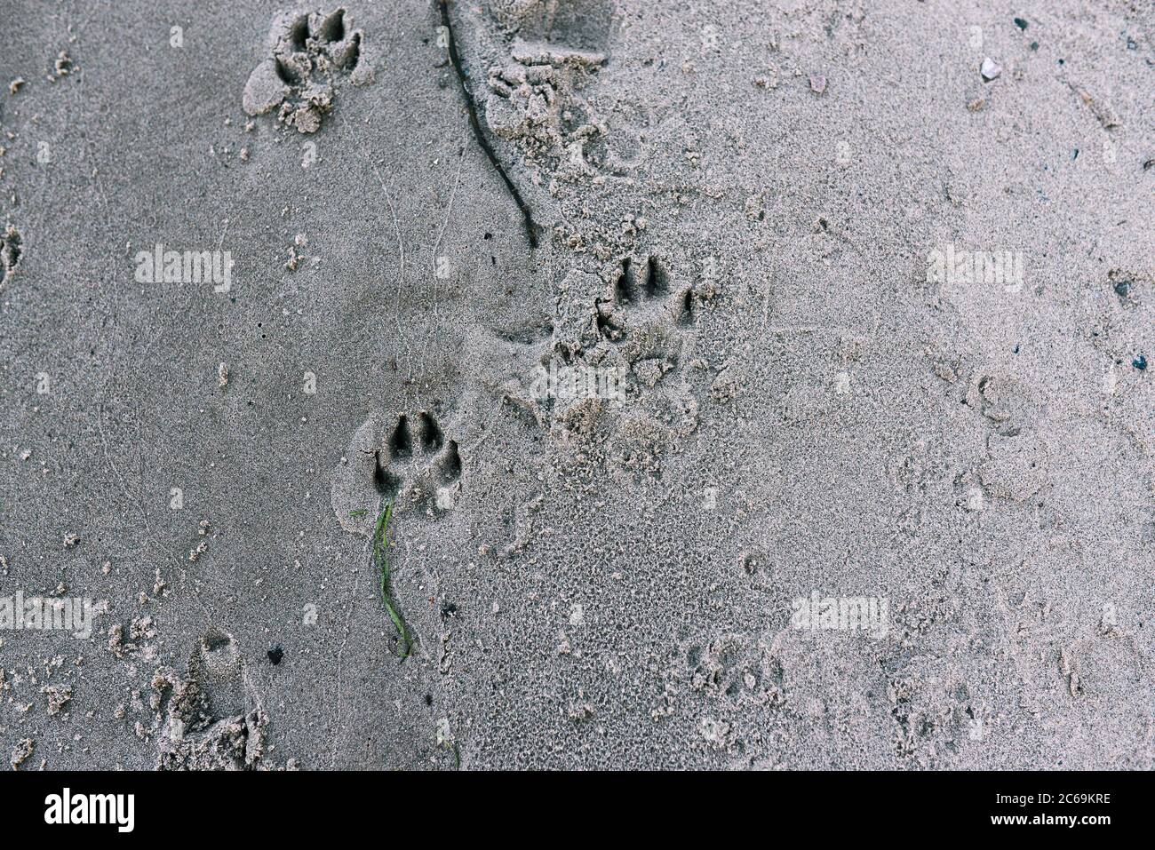 Dog tracks on the beach. Animal tracks on a sandy beach Stock Photo Alamy