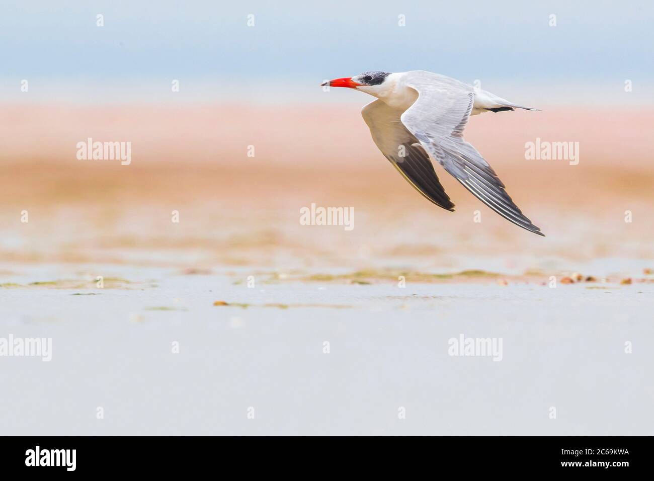 caspian tern (Hydroprogne caspia, Sterna caspia), in flight near the sea, Morocco, Dakhla-Oued Ed Dahab, Lassarga Stock Photo