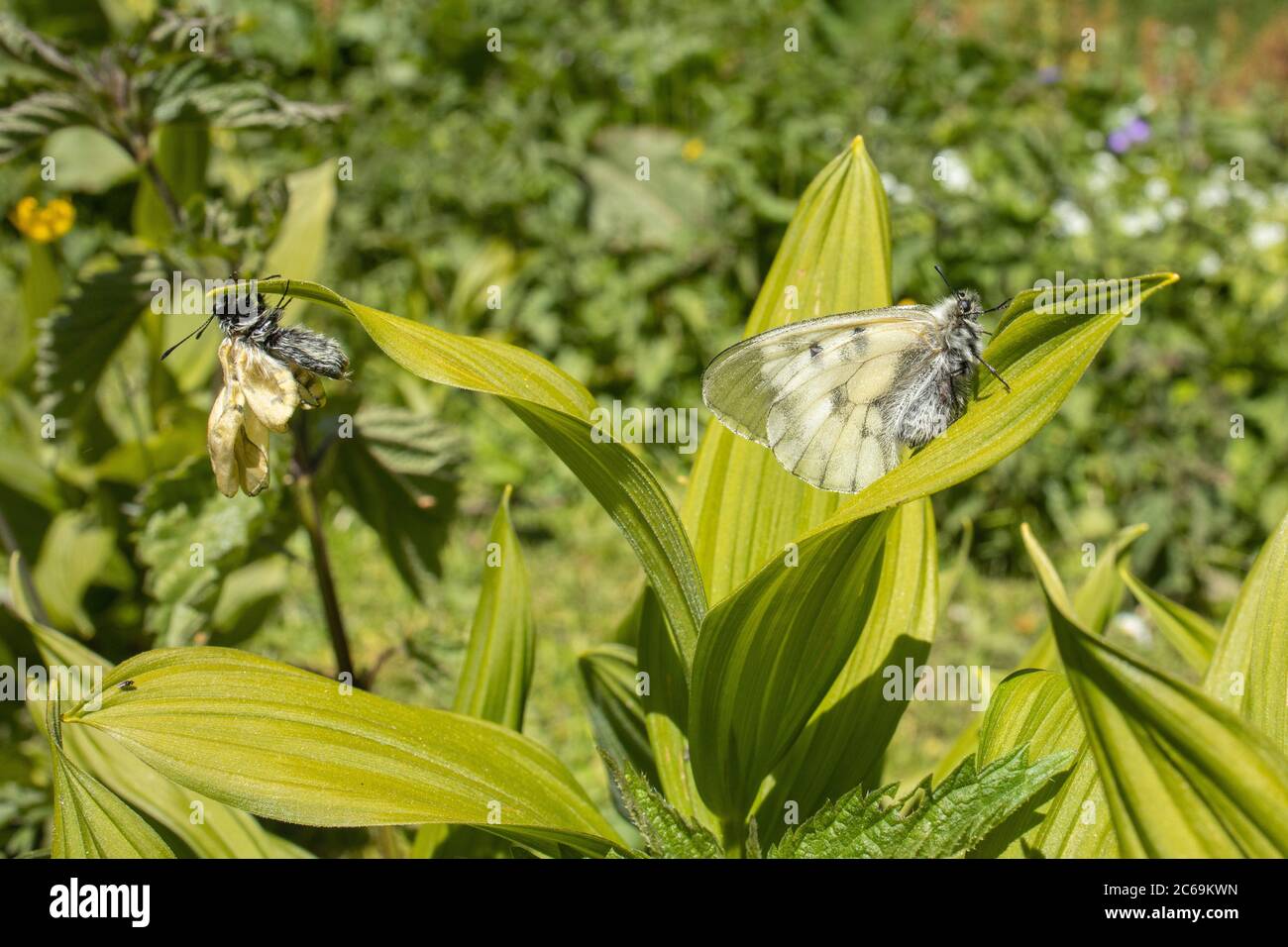 clouded apollo, black apollo (Parnassius mnemosyne), and a freshly hatched clouded apollo with not yet hardened wings on White Hellebore, Austria, Carinthia, Hohe Tauern National Park Stock Photo