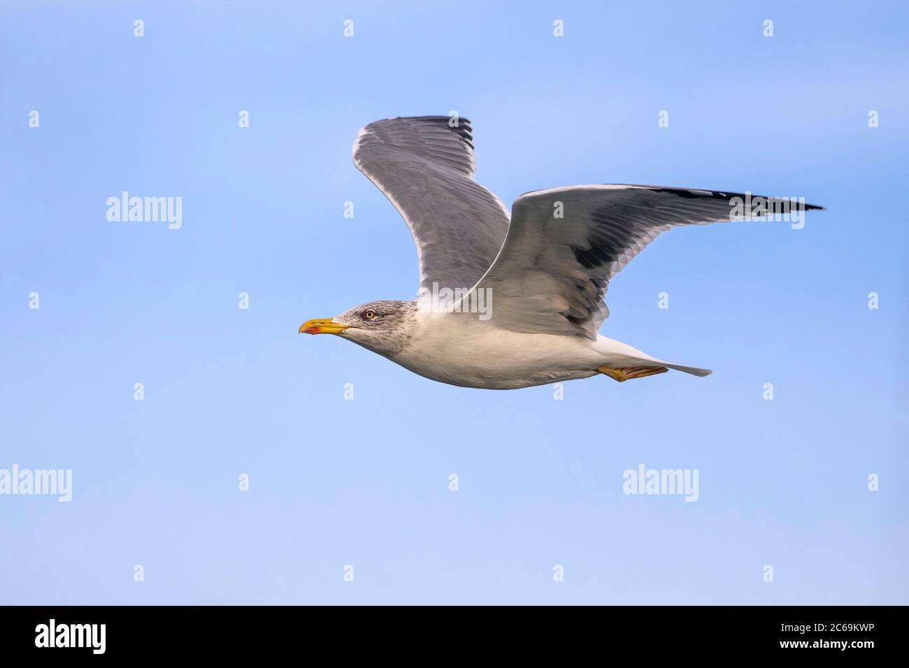 Yellow-legged Gull (Larus michahellis, Larus michahellis atlantis), in ...