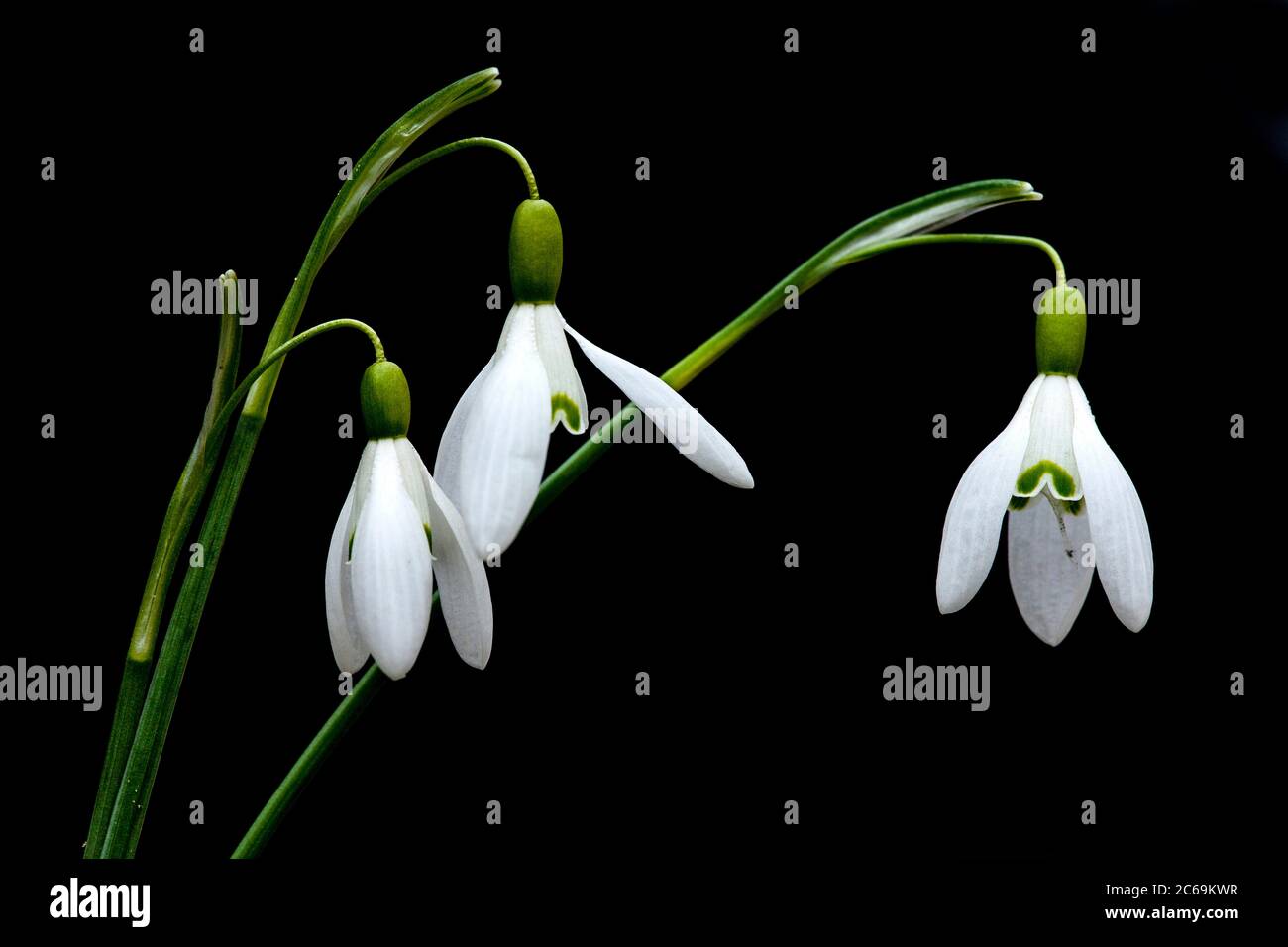 common snowdrop (Galanthus nivalis), flowers against black background, Netherlands Stock Photo