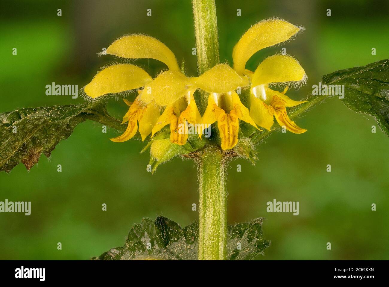 Yellow Archangel (Lamium argentatum. Galeobdolon luteum fo. argentatum), flowers, Germany, Bavaria Stock Photo