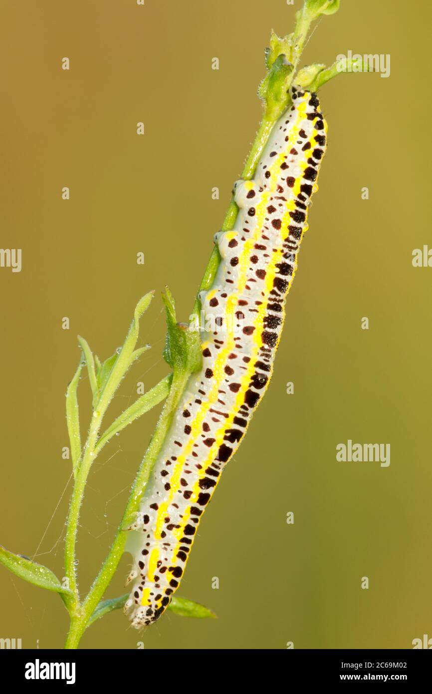 water betony (Shargacucullia scrophulariae, Cucullia scrophulariae), caterpillar at a stem, side view, Germany, Hesse Stock Photo