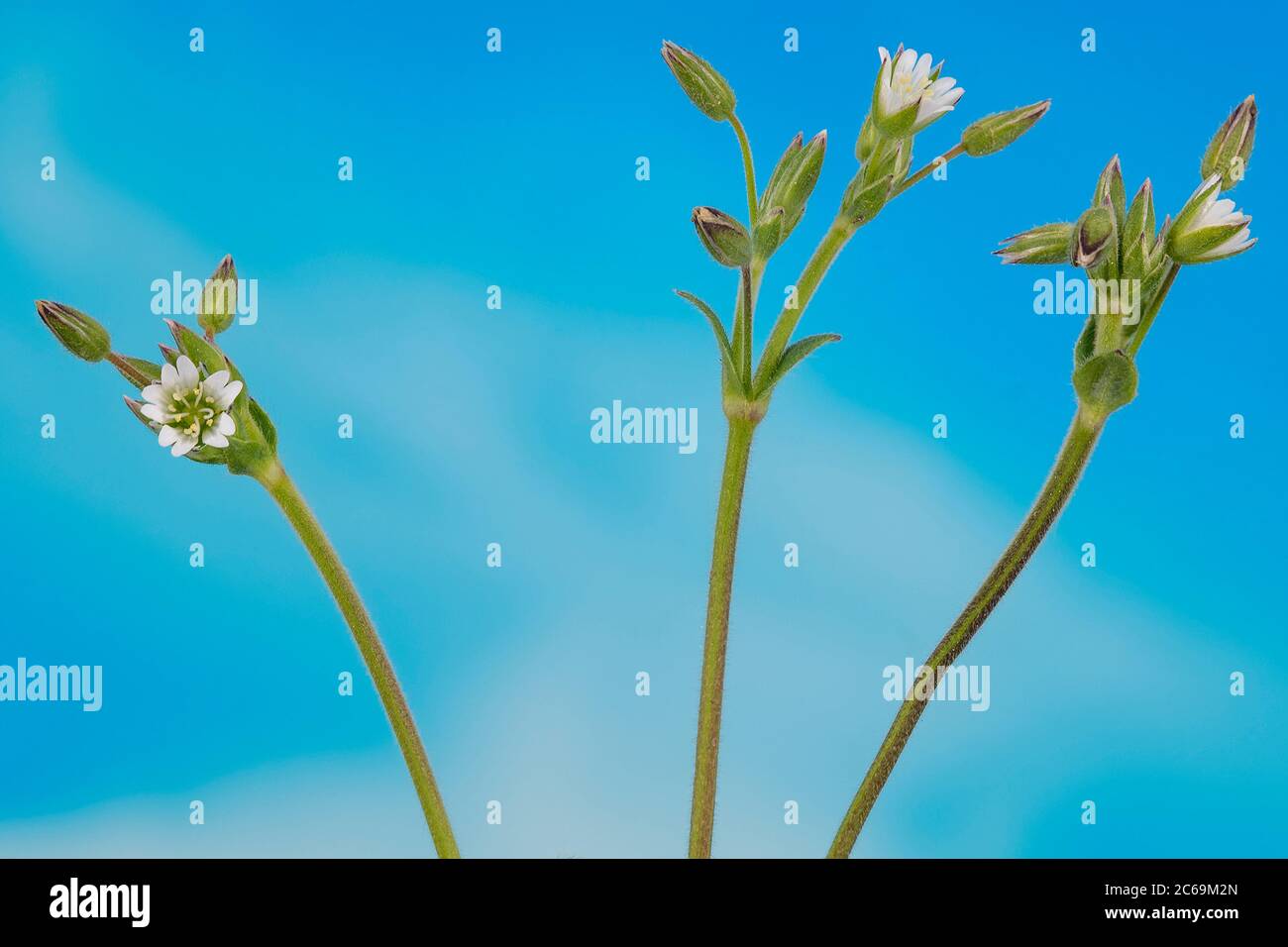 Common mouse-ear (Cerastium holosteoides), blooming against blue background, Germany, Bavaria Stock Photo
