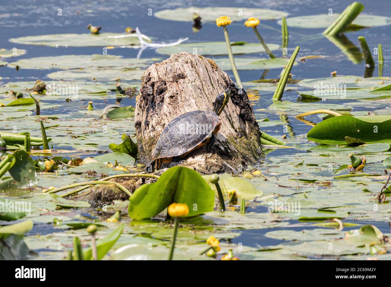 slider, common slider, pond slider, yellow-bellied turtle (Trachemys scripta scripta, Pseudemys scripta scripta, Chrysemys scripta scripta), sunbathing on dead wood in a lake, Germany, Bavaria, Lake Chiemsee Stock Photo