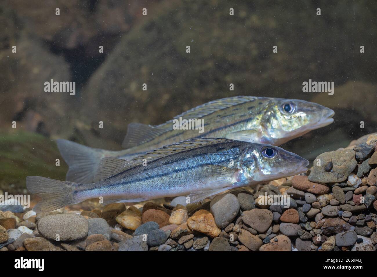 striped ruffe, schraetzer, Danube ruffe (Gymnocephalus schraetzer, Gymnocephalus schraetser), male and female with nuptial colouration at spawning place Stock Photo