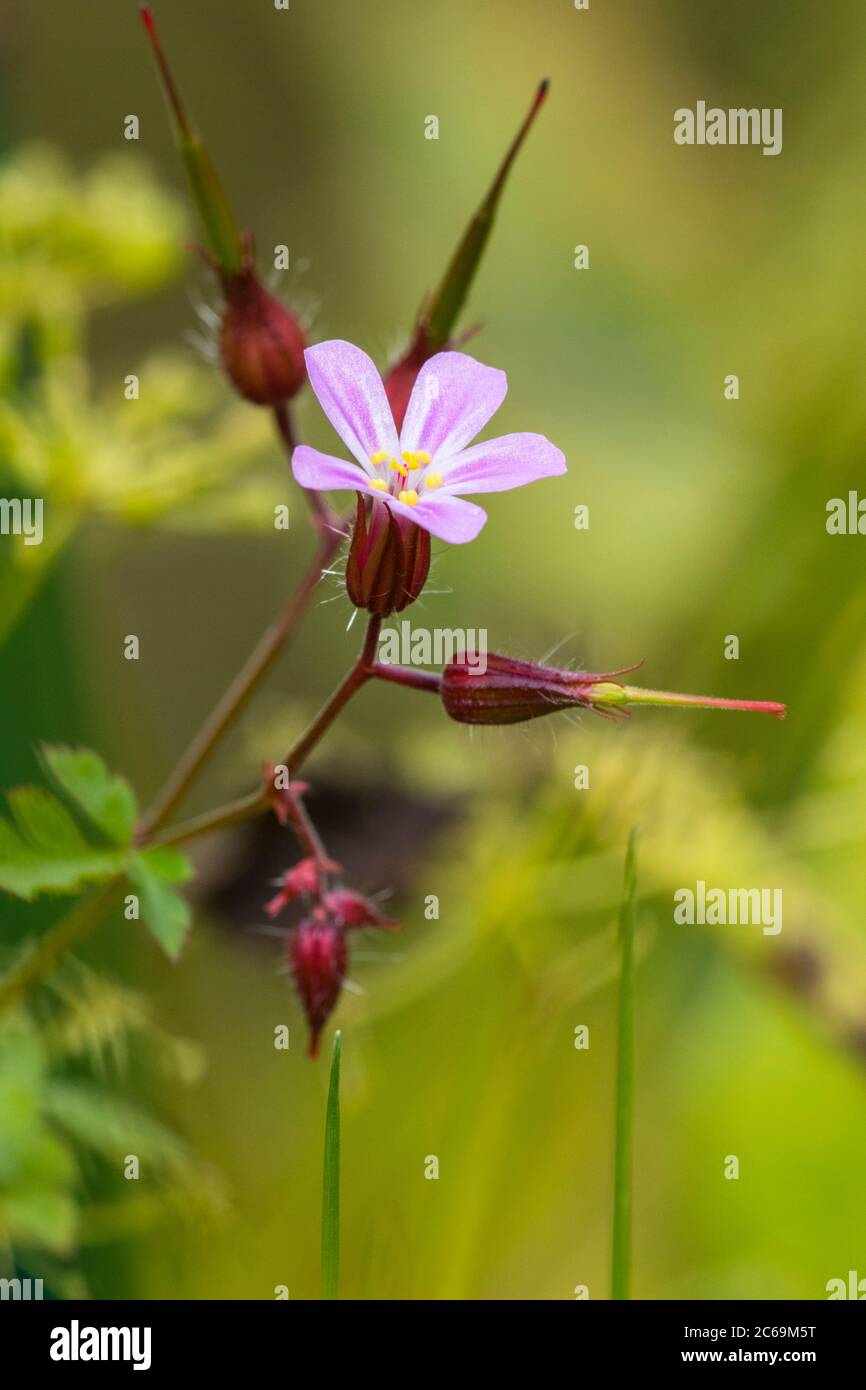 Herb Robert, Red Robin, Death come quickly, Robert Geranium (Geranium