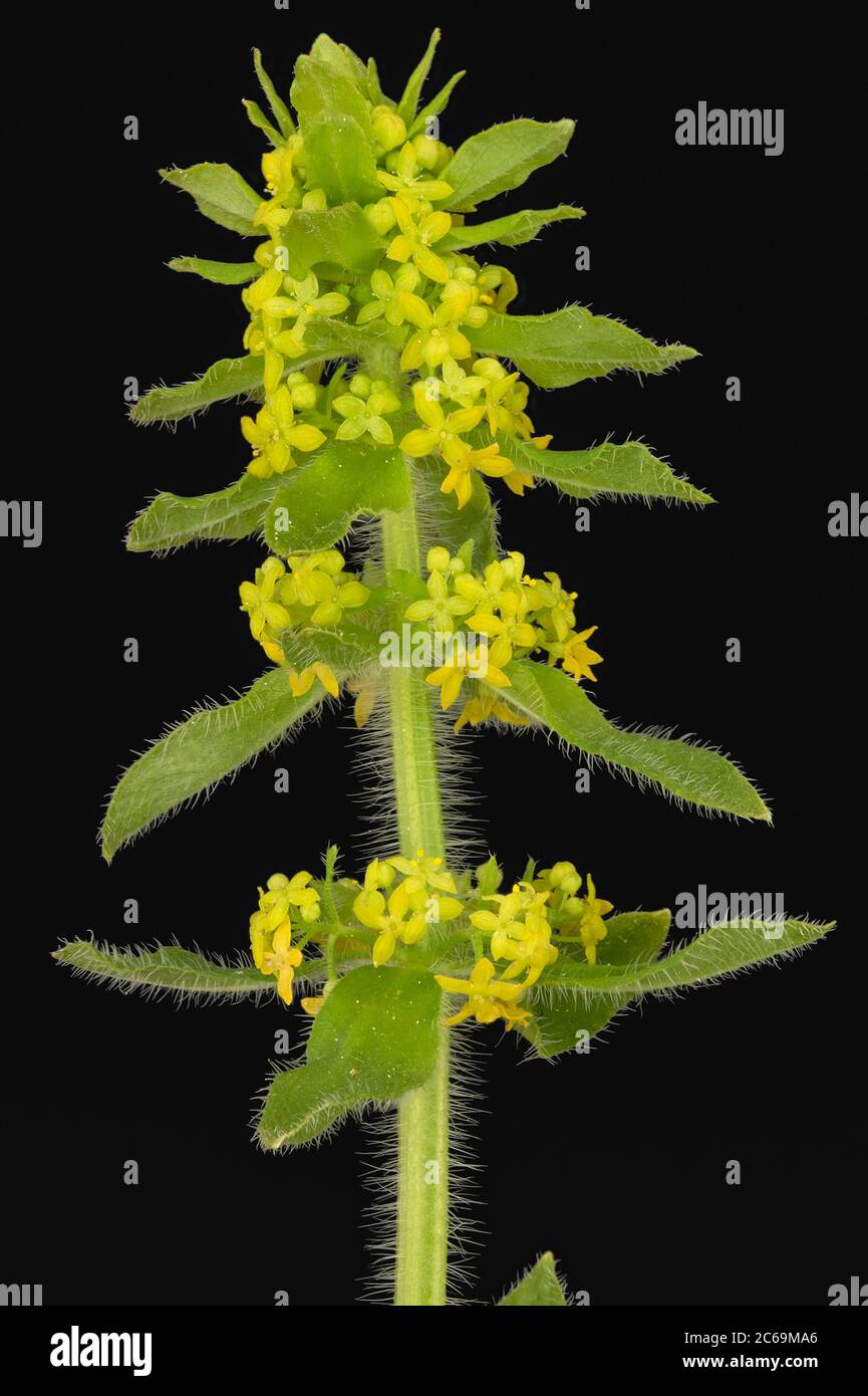 Crosswort, Smooth bedstraw (Cruciata laevipes), inflorescence against