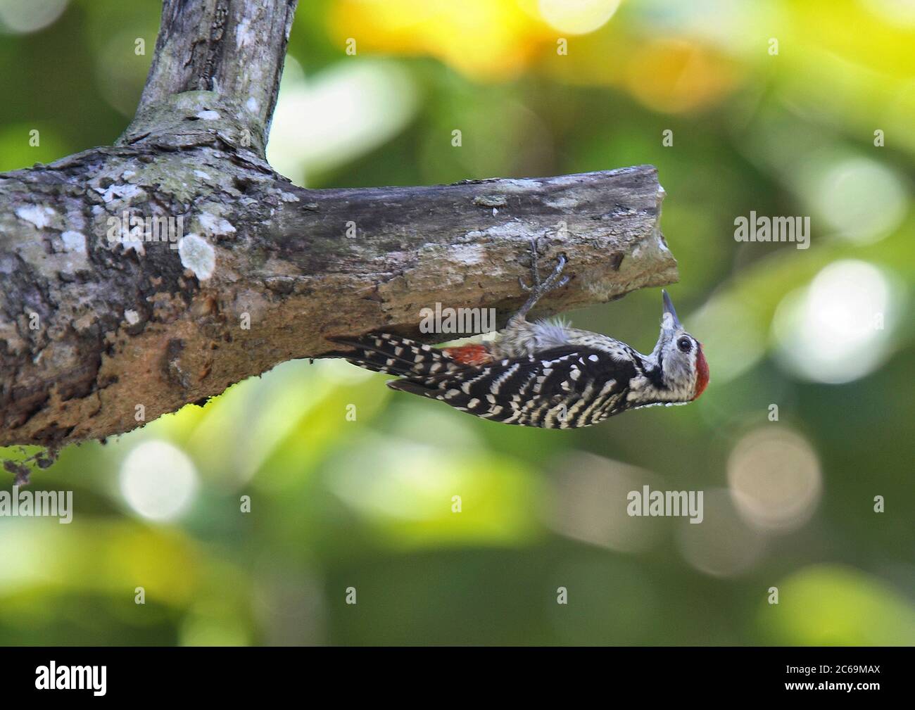 Fulvous-breasted Woodpecker (Dendrocopos macei andamanensis), hanging at a dead branch, side view, Asia Stock Photo