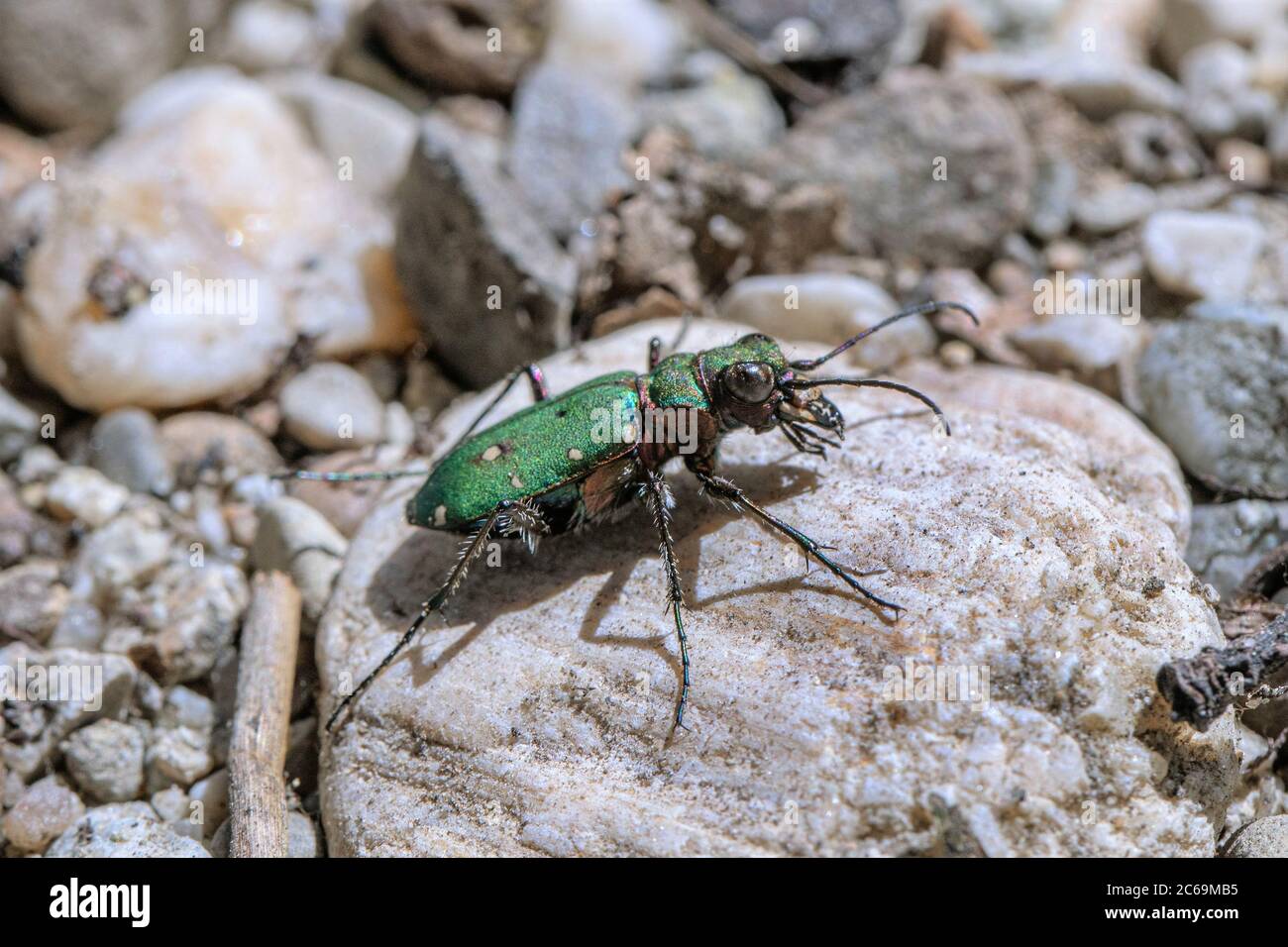 Green tiger beetle (Cicindela campestris), sits on a pebble, Germany, Bavaria Stock Photo