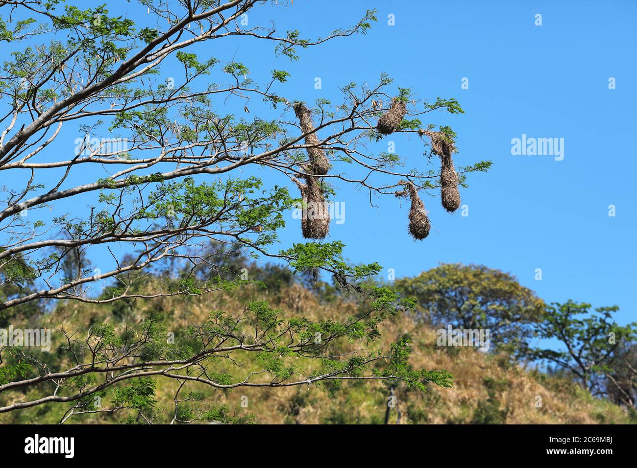 montezuma oropendola (Psarocolius montezuma, Gymnostinops montezuma), hanging nests on a tree, Costa Rica Stock Photo