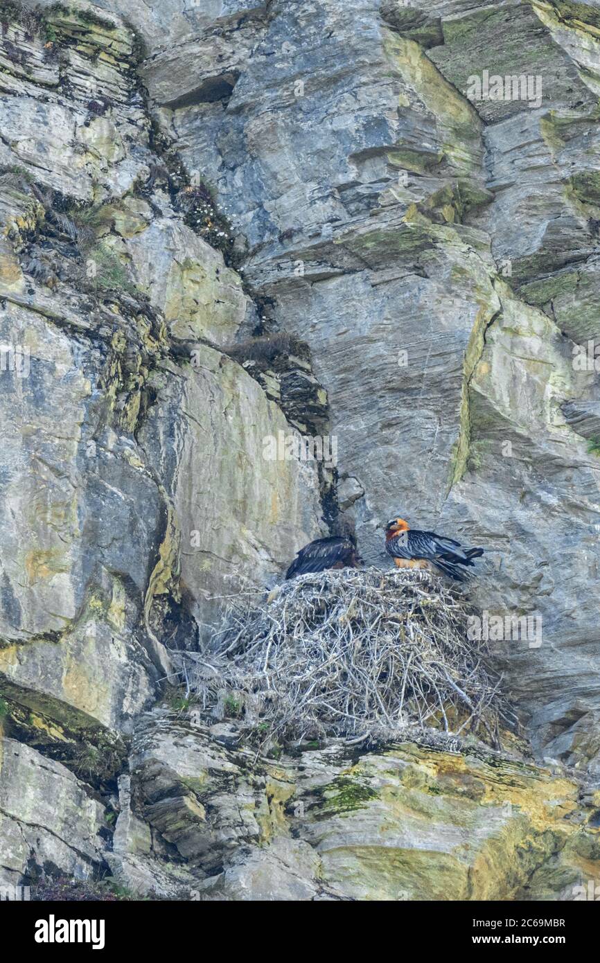 Lammergeier, Bearded Vulture (Gypaetus barbatus), with nestling in a nest  on a rock face, Austria, Carinthia, Hohe Tauern National Park Stock Photo