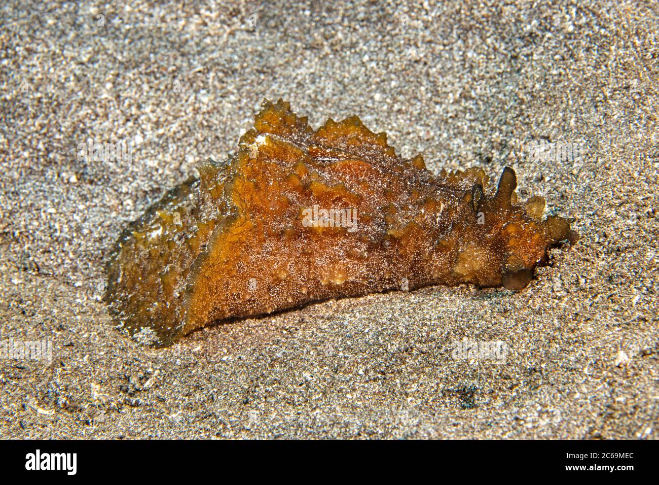 The Eared Sea Hare, Dolabella auricularia, can reach 10 inches and can be found in tide pools on down past 70 feet, Hawaii. Stock Photo