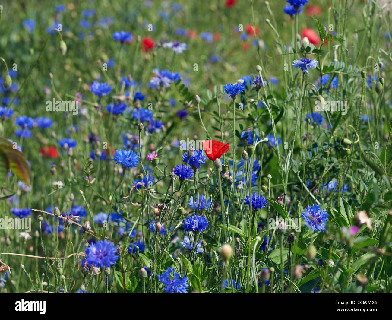 field with blue cornflowers and red blooming poppies and green leaves ...