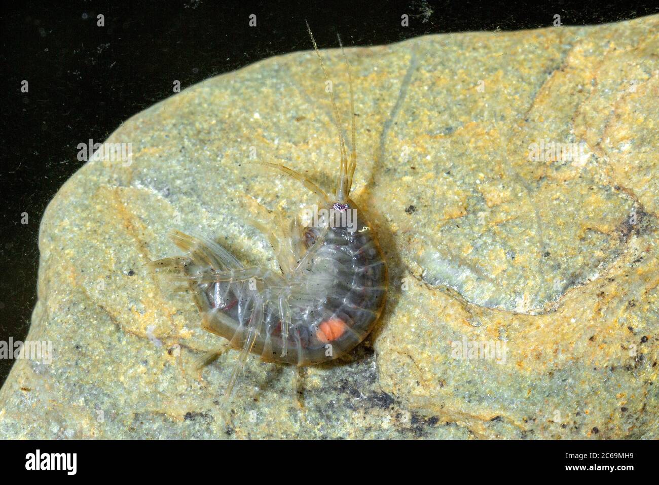 Lacustrine amphipod, Lacustrine shrimp, Freshwater shrimp, freshwater arthropod, freshwater amphipod (Gammarus roeseli), under water on a stone, Germany Stock Photo