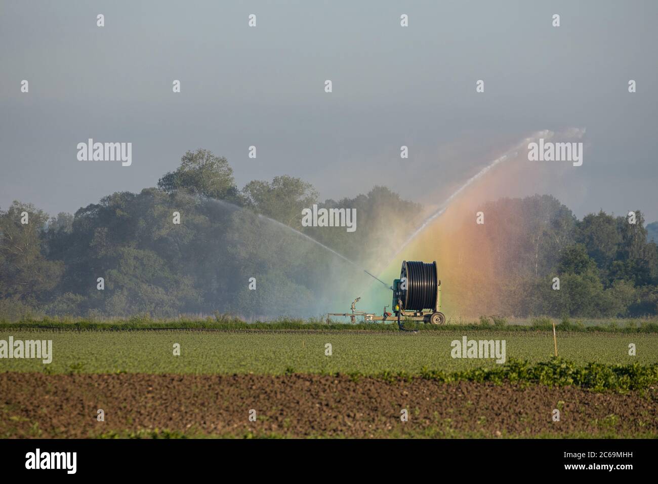 field is irrigated because of drought, rainbow in spray fog, Germany, Bavaria, Erdinger Moos Stock Photo