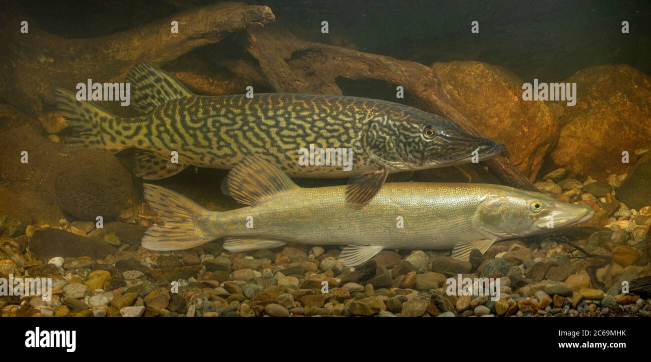 pike, northern pike (Esox lucius), nearly white coloured with a