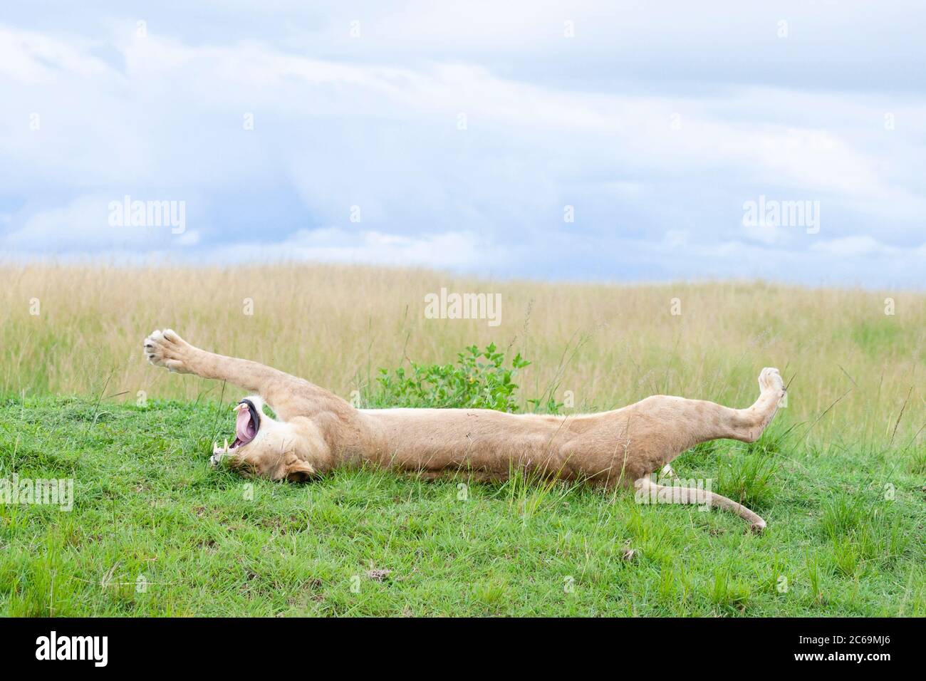 lion (Panthera leo), lioness lies yawning in supine position and stretching herself luxuriously, side view, Kenya, Masai Mara National Park Stock Photo