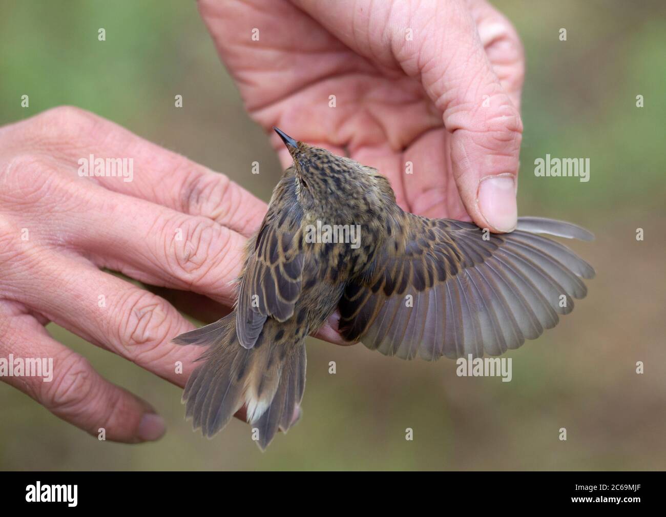 Warbler Ringing lanceolated warbler (Locustella lanceolata), First-winter caught at ...