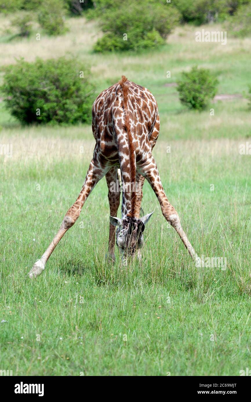 giraffe (Giraffa camelopardalis), stands with one's legs apart on grass