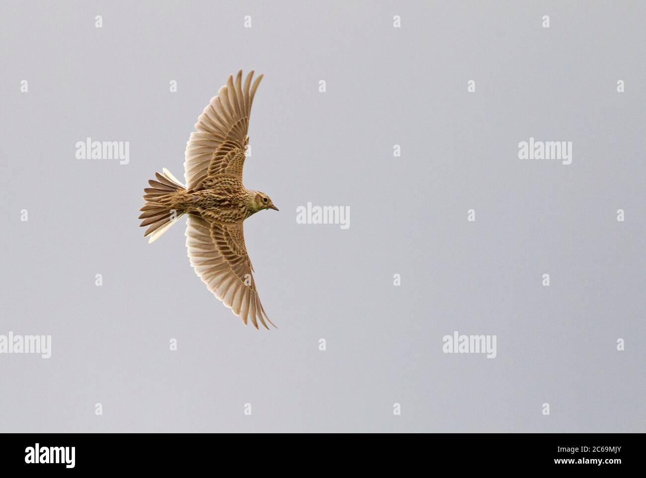 Eurasian sky lark (Alauda arvensis), in flight, Netherlands Stock Photo ...