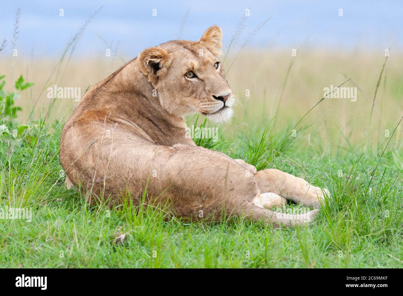 lion (Panthera leo), lioness lying in a meadow, Kenya, Masai Mara National Park Stock Photo