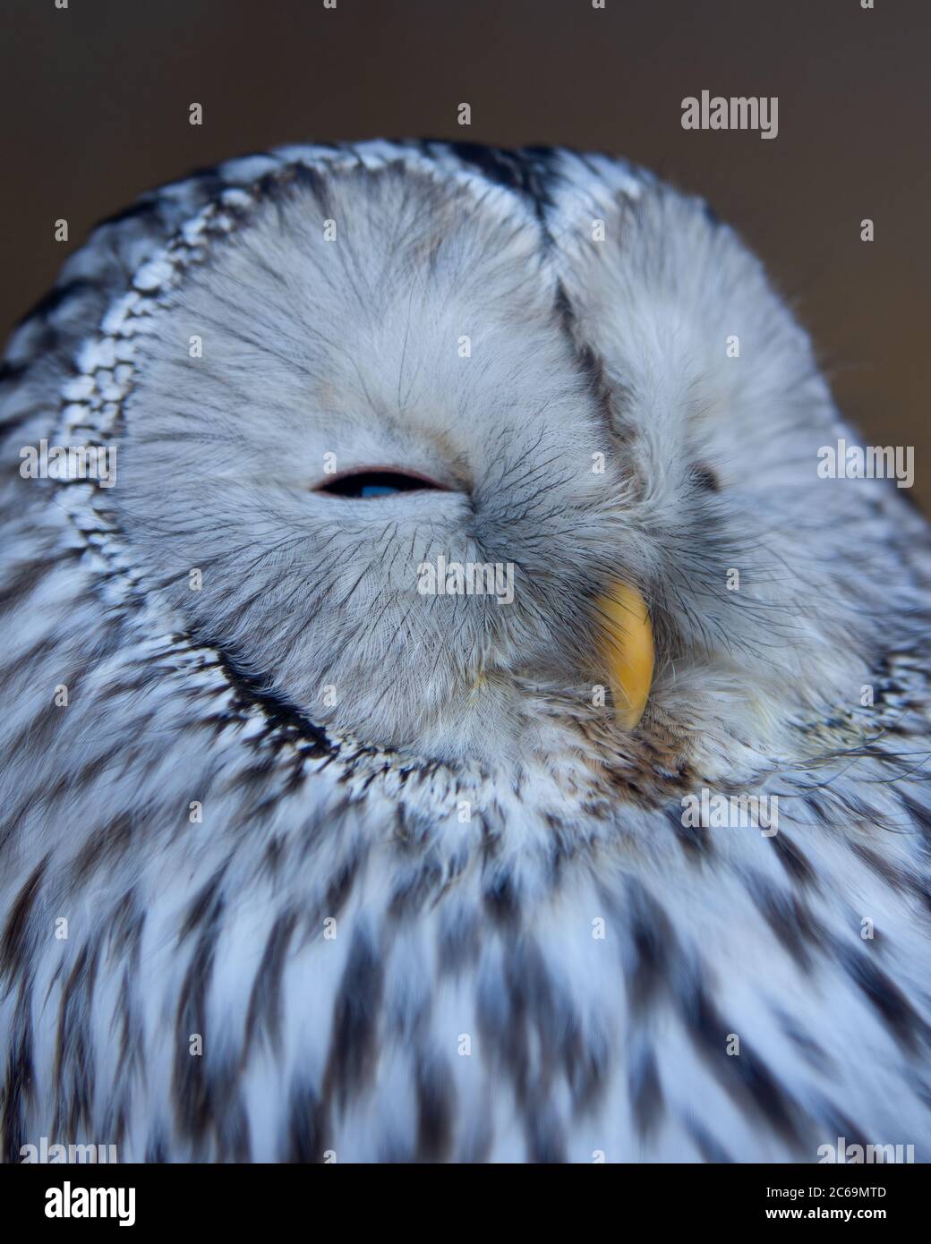 Sleepy Ural owl (Strix uralensis) eyes shut head shot. Gorgeous color stripy white, grey black Stock Photo