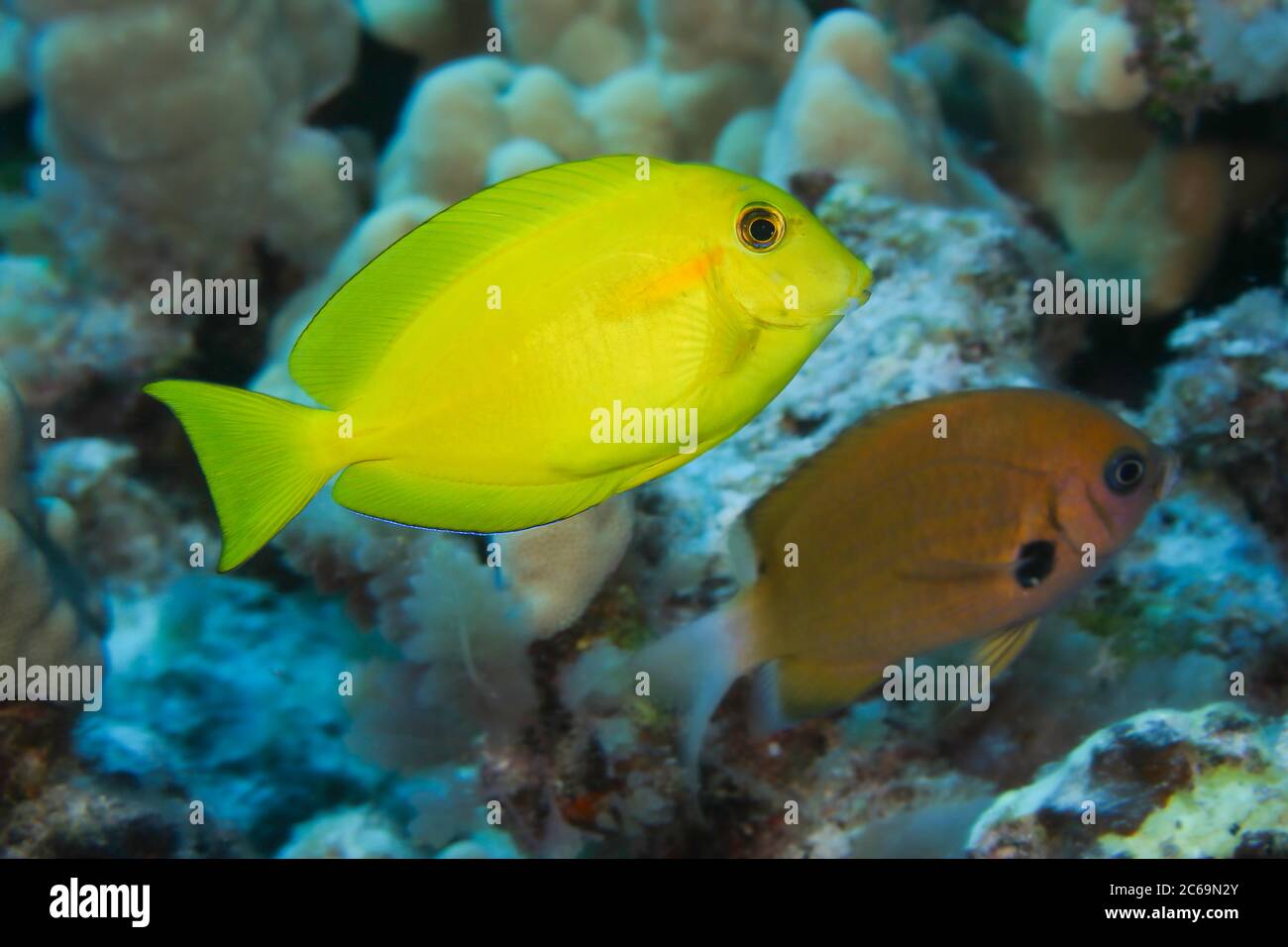 In Hawaii the juvenile orangeband surgeonfish, Acanthurus olivaceus, can sometimes be found on the reef with yellow tangs. The two are easily mistaken Stock Photo