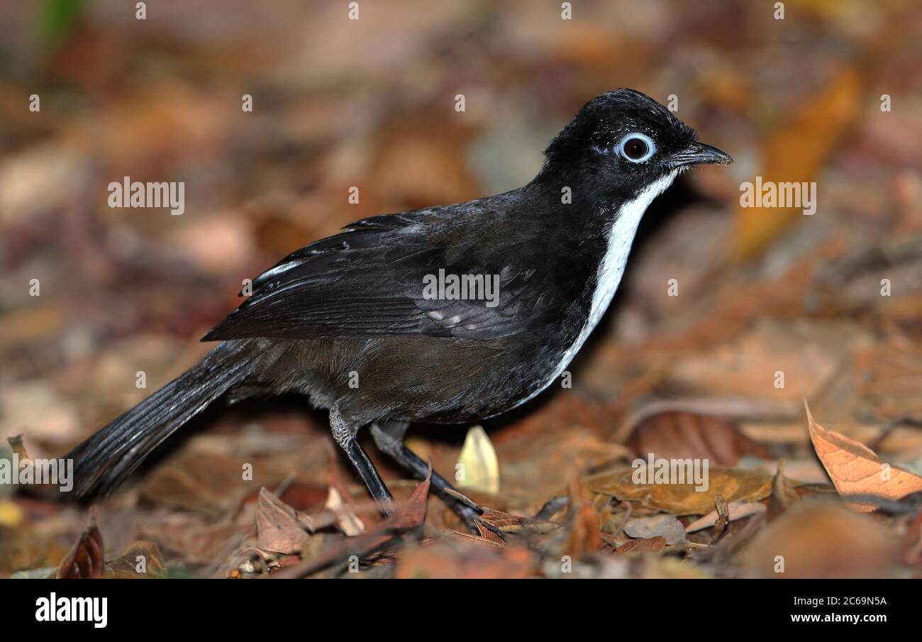 Female Chowchilla (Orthonyx spaldingii) at Mount Lewis in Mount Lewis
