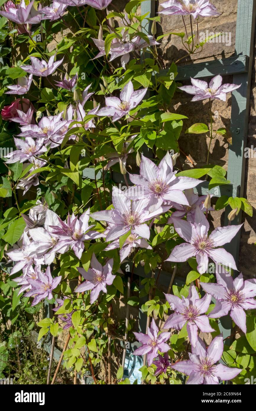 Close up of climbing climber clematis 'Samaritan Jo' plant flowers flowering on a trellis fence on a wall in the garden England UK United Kingdom GB Stock Photo