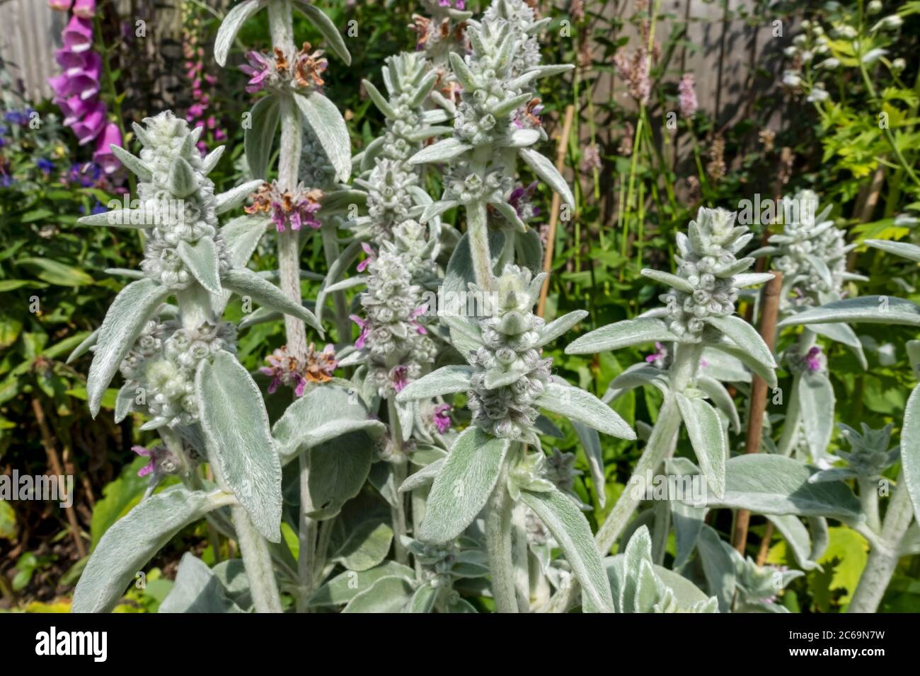 Close up of Lambs ear 'Silver Carpet' flowers (Stachys byzantina) in the garden in summer England UK United Kingdom GB Great Britain Stock Photo
