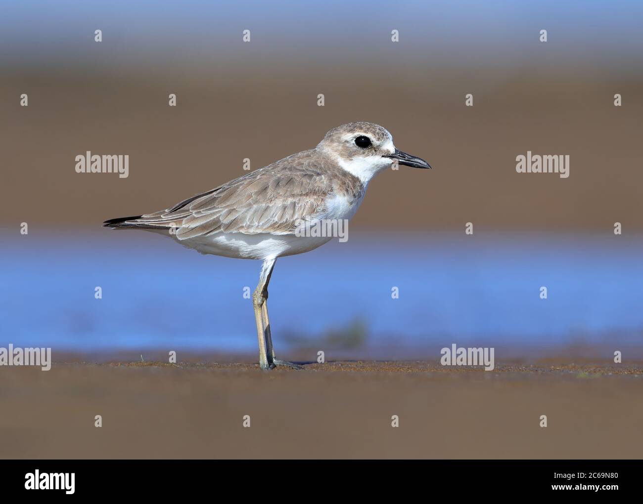 Wintering Greater Sand Plover (Charadrius leschenaultii) at Machans - Cairns- Australia. Stock Photo