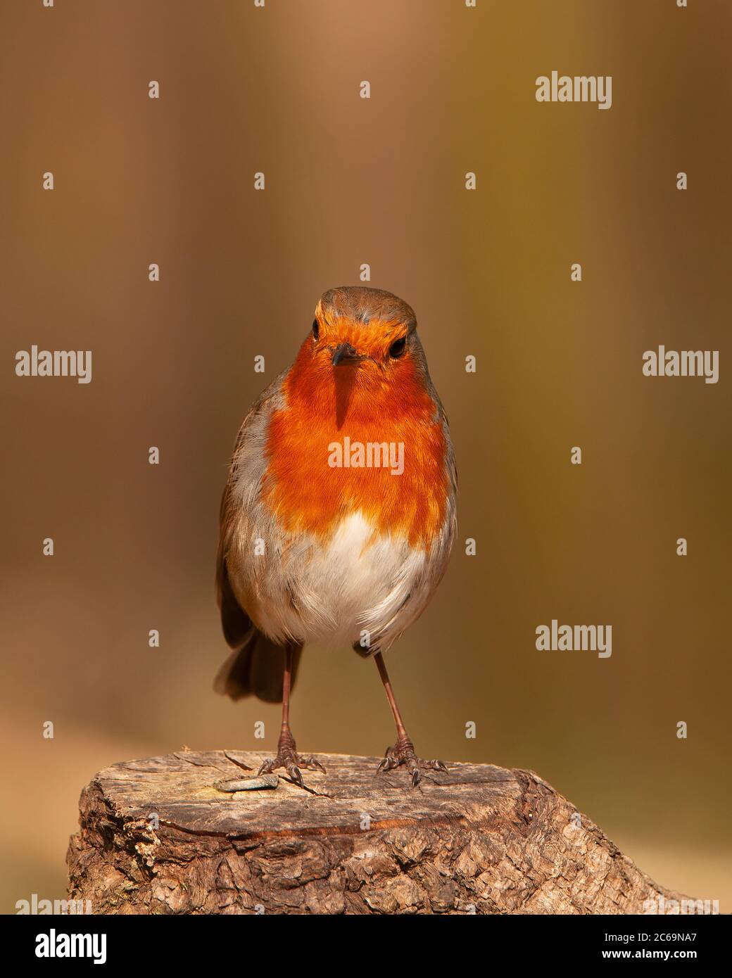 Robin redbreast, Erithacus rubecula, on tree stump with blurred background Stock Photo