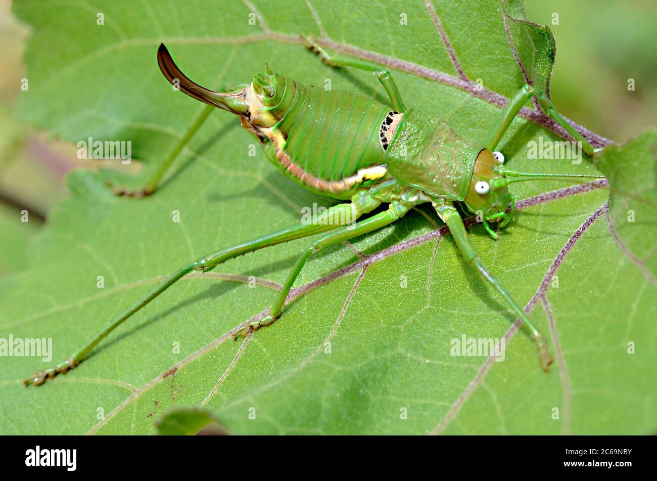 Macro of green female grasshopper of the ephippigera genus on leaf, seen from above Stock Photo