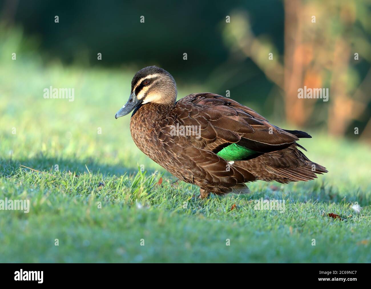 Pacific Black Duck (Anas superciliosa) at Rockhampton Botanic Gardens