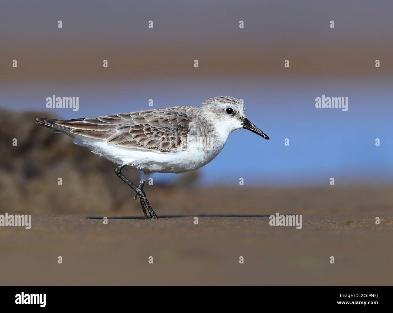 Wintering Red-necked Stint (Calidris ruficollis) at the coast at Machans near Cairns in Australia. Stock Photo