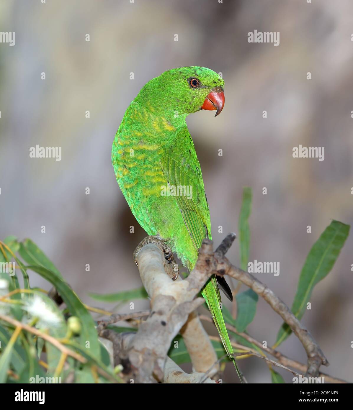 Scaly-breasted Lorikeet (Trichoglossus chlorolepidotus) at Tyto wetland in Ingham, Queensland, Australia. Stock Photo