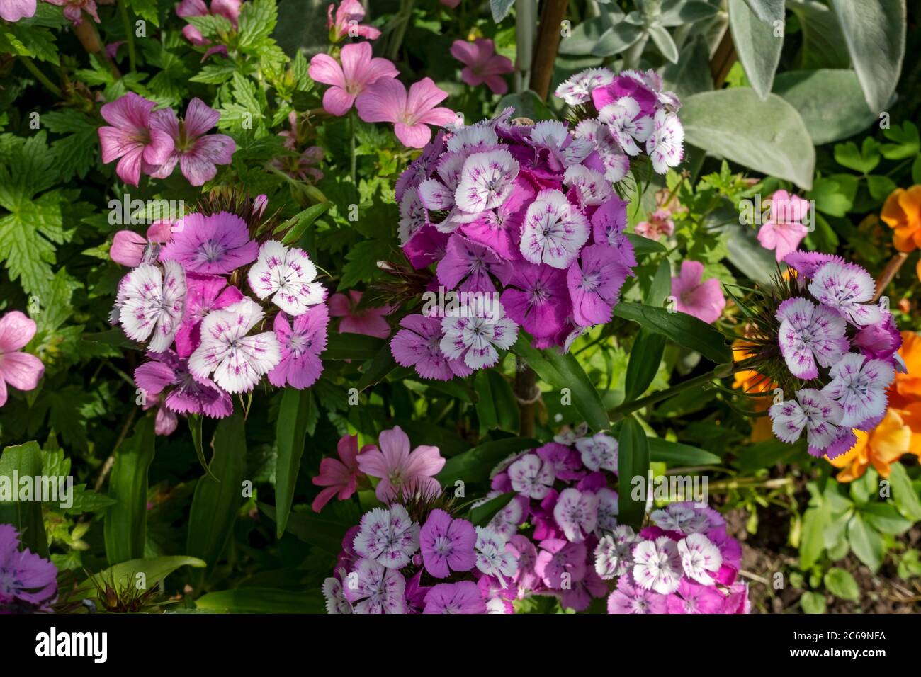 Close up of pink and white Sweet William flowers flower plants plant in the garden in summer England UK United Kingdom GB Great Britain Stock Photo