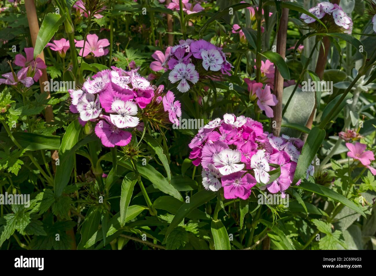 Close up of pink and white sweet william flowers flower plant plants in the garden in summer England UK United Kingdom GB Great Britain Stock Photo