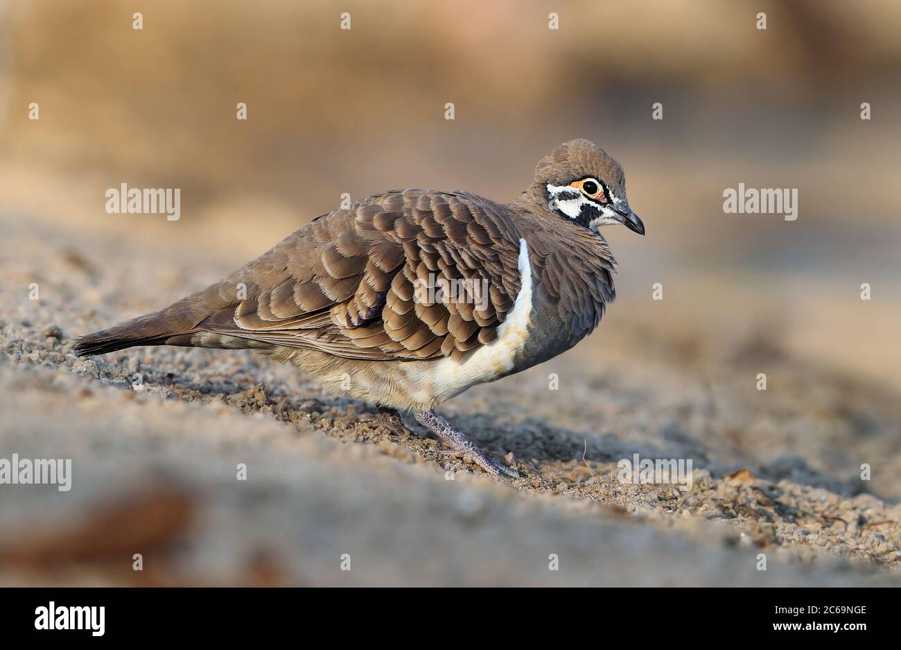 Squatter Pigeon (Geophaps scripta) at Cumberland in Queensland ...