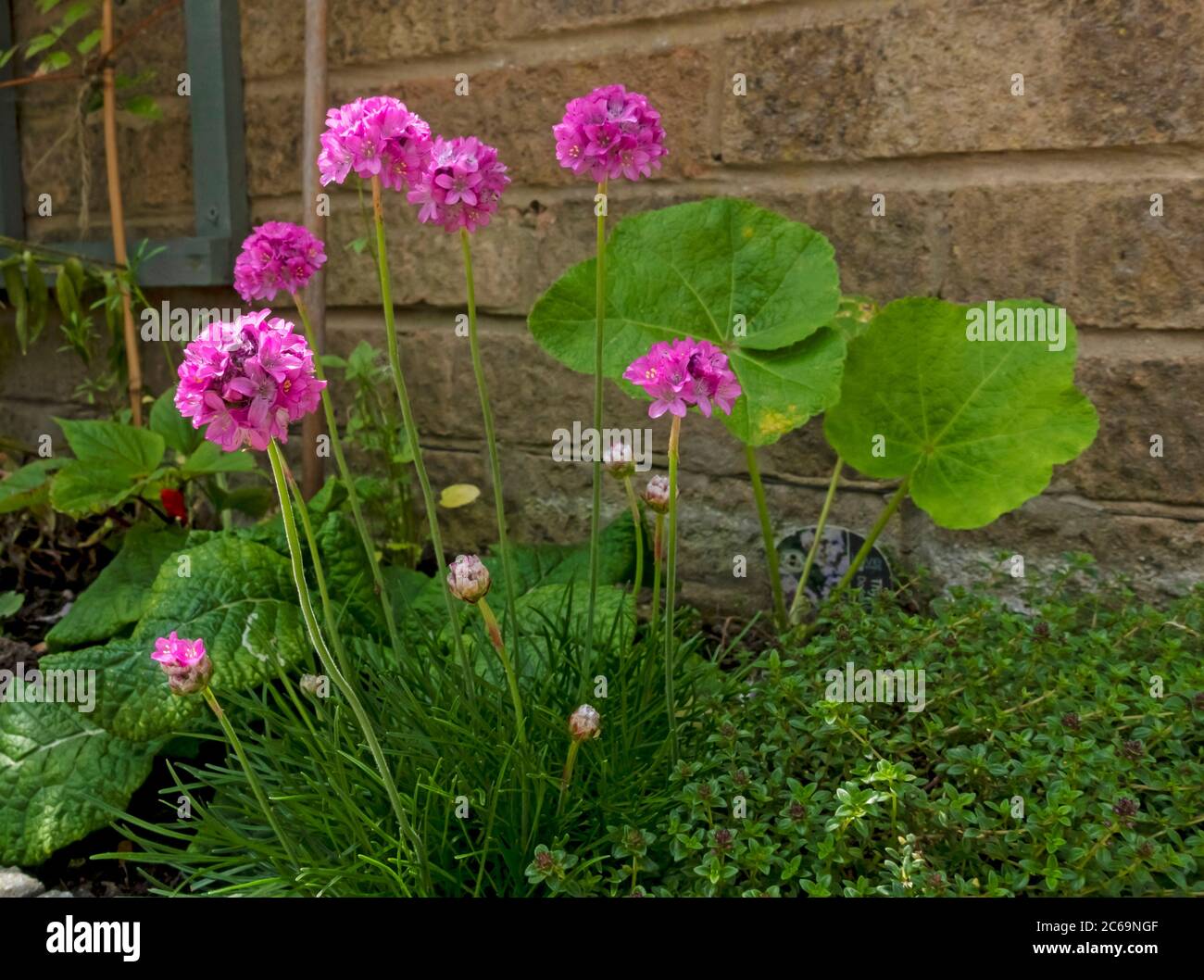 Close up of pink armeria sea thrift (Armeria maritima) plants plant flowers flower in the garden in summer England UK United Kingdom GB Great Britain Stock Photo