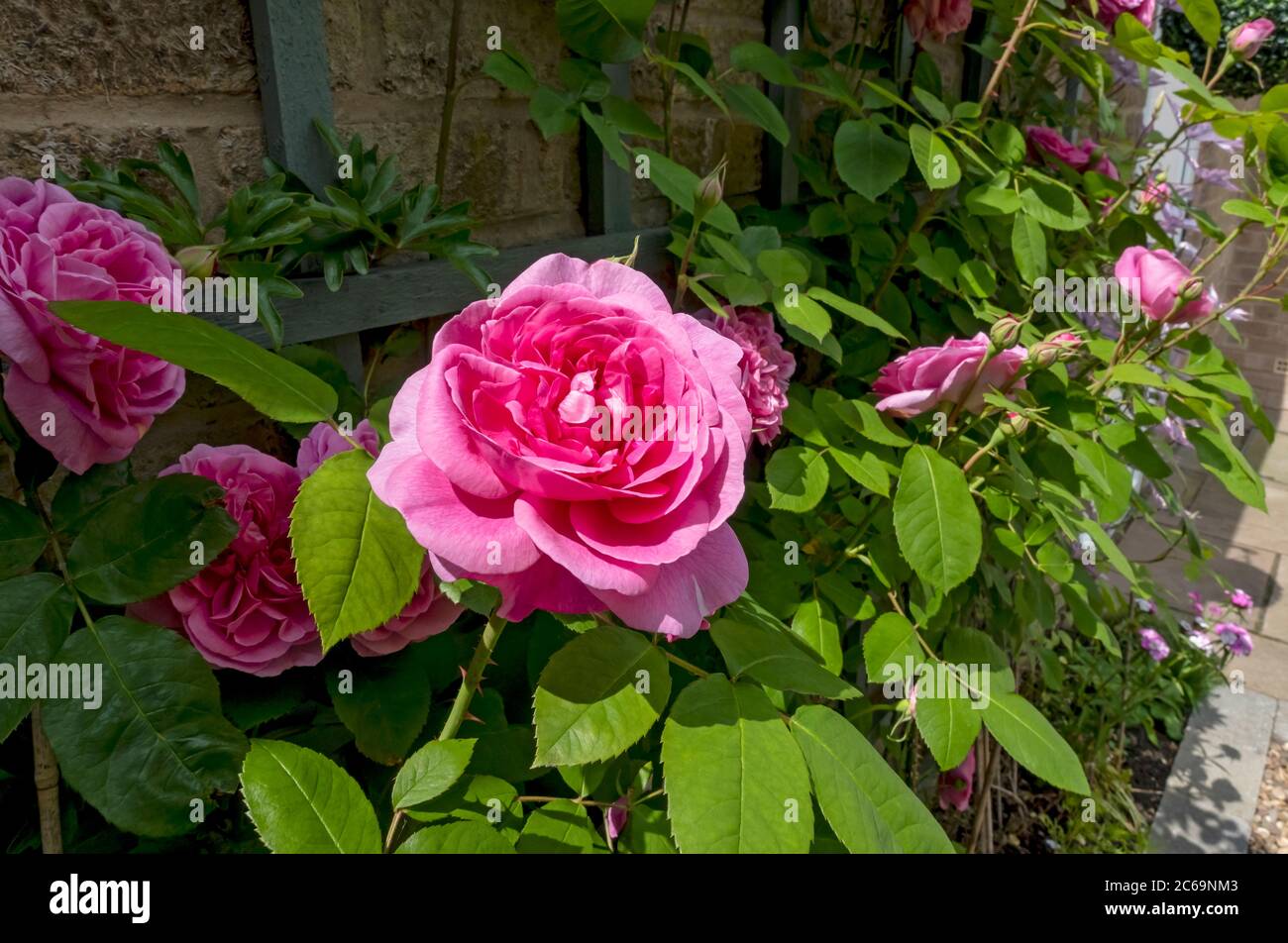 Close up of pink climbing rose roses ‘Gertrude Jekyll’ growing on trellis on a wall flowers flower in the garden in summer England UK GB Great Britain Stock Photo