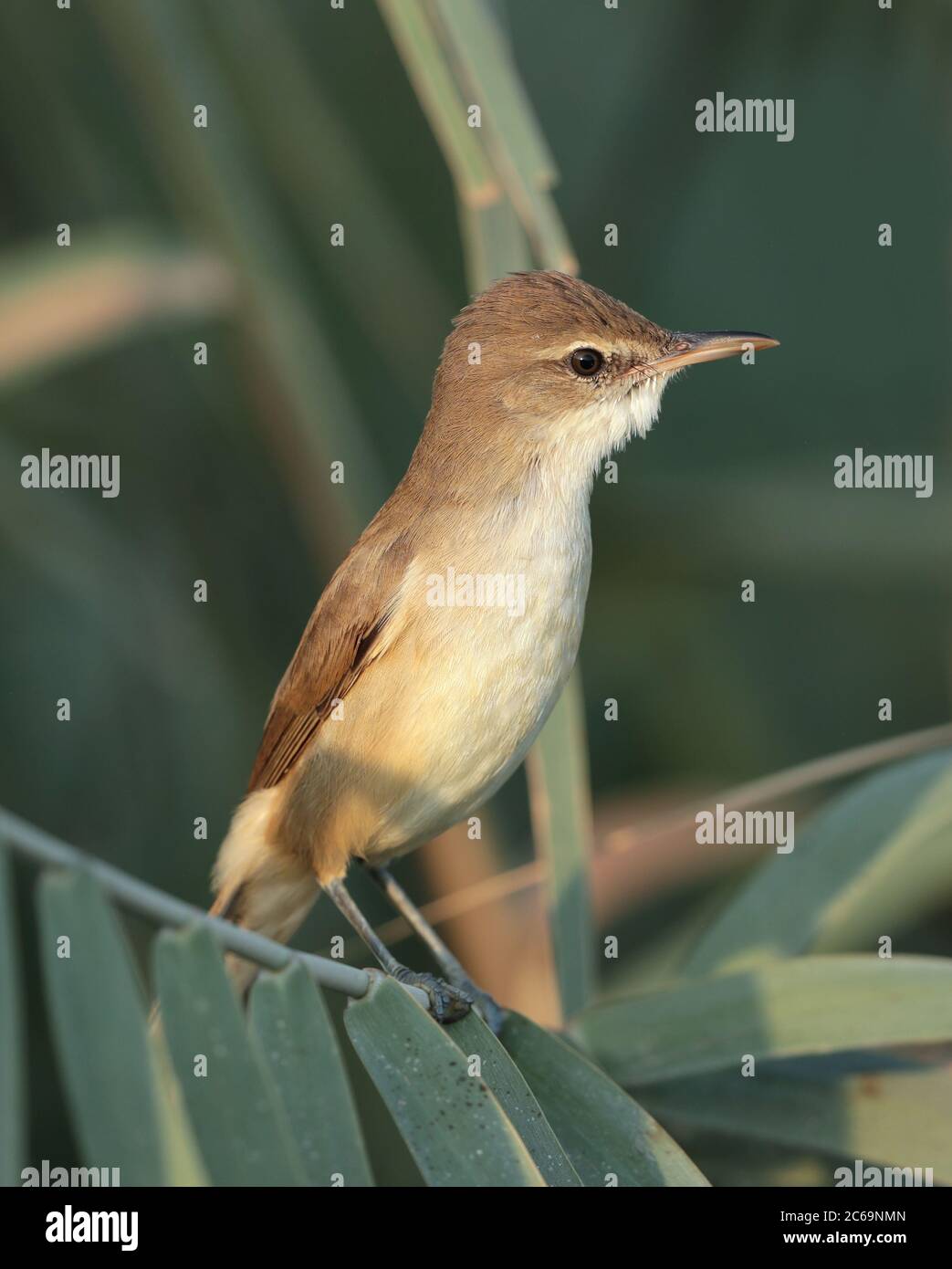 Clamorous Reed Warbler (Acrocephalus stentoreus brunnescens) at Sur in ...